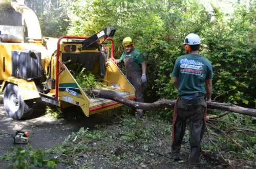 tree services Panora